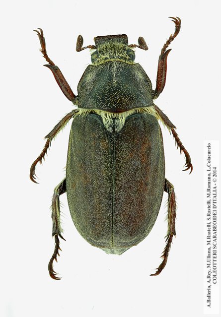 Anoxia pilosa, maschio 